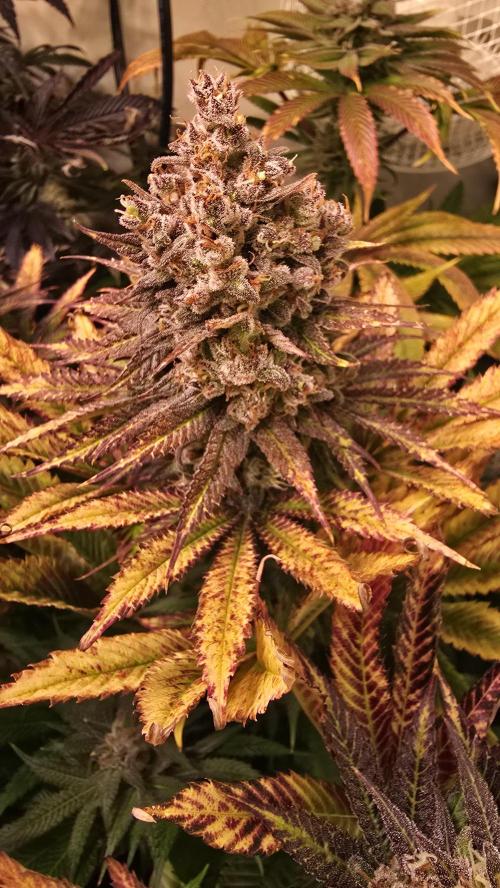 Lemon Mandarin #2. Week 16