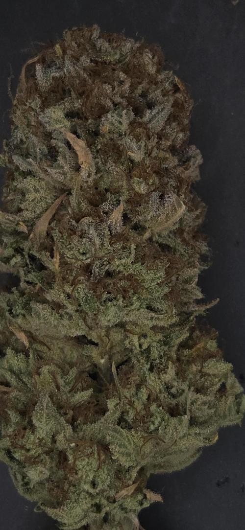Lemon Mandarin #2. Week 16