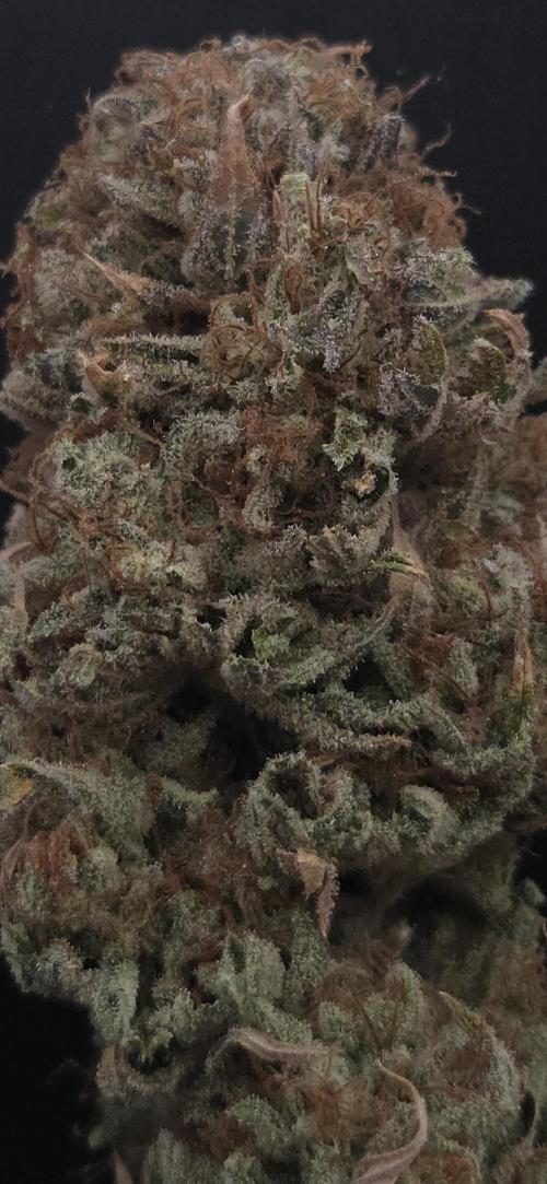 Lemon Mandarin #2. Week 16