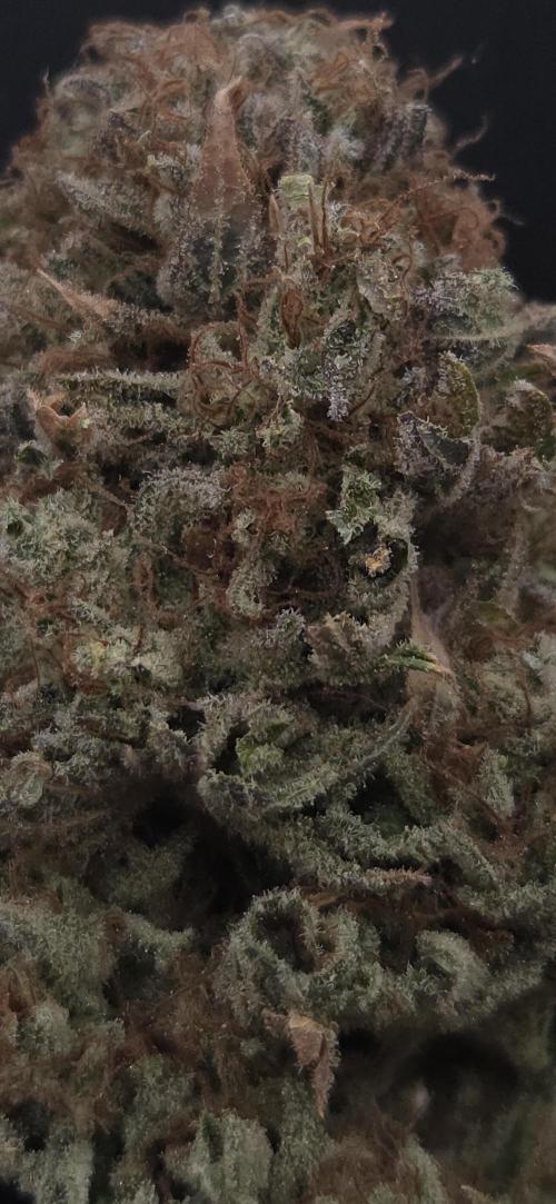 Lemon Mandarin #2. Week 16