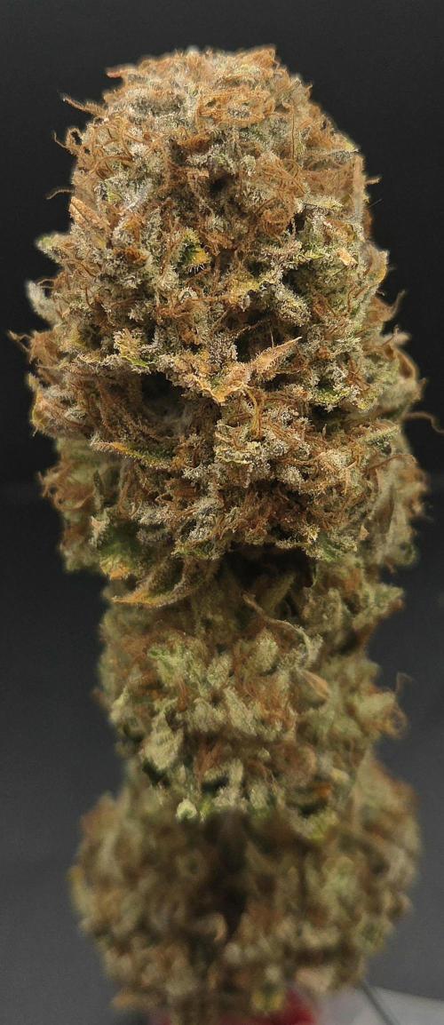 Lemon Mandarin #2. Week 16