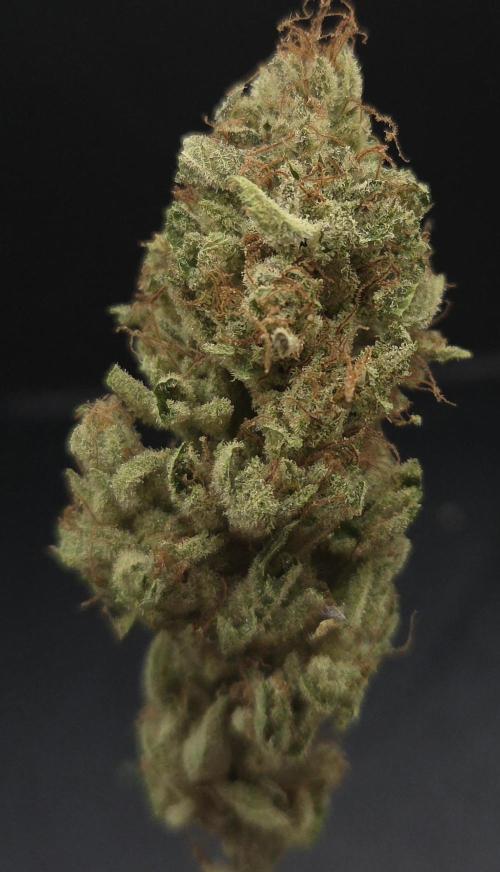 Lemon Mandarin #2. Week 16