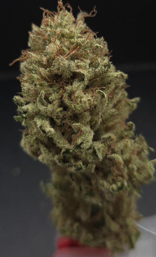 Lemon Mandarin #2. Week 16