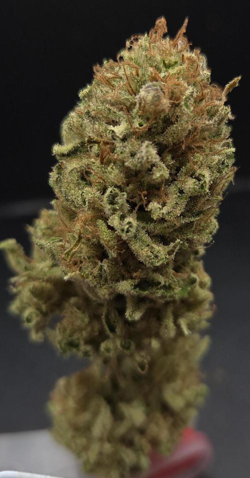 Lemon Mandarin #2. Week 16