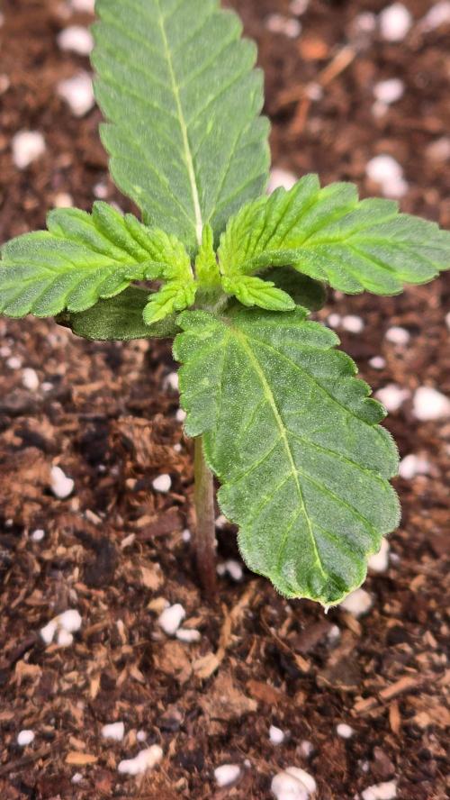 Melonade K. Week 1