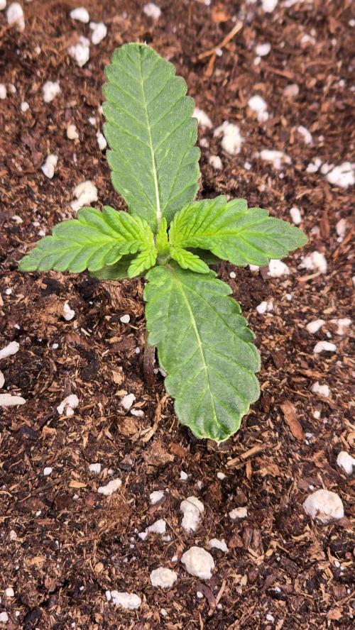 Melonade K. Week 1