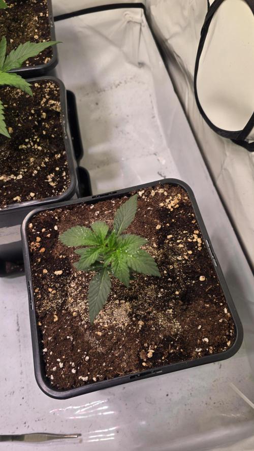 Sunset Peach. Week 2
