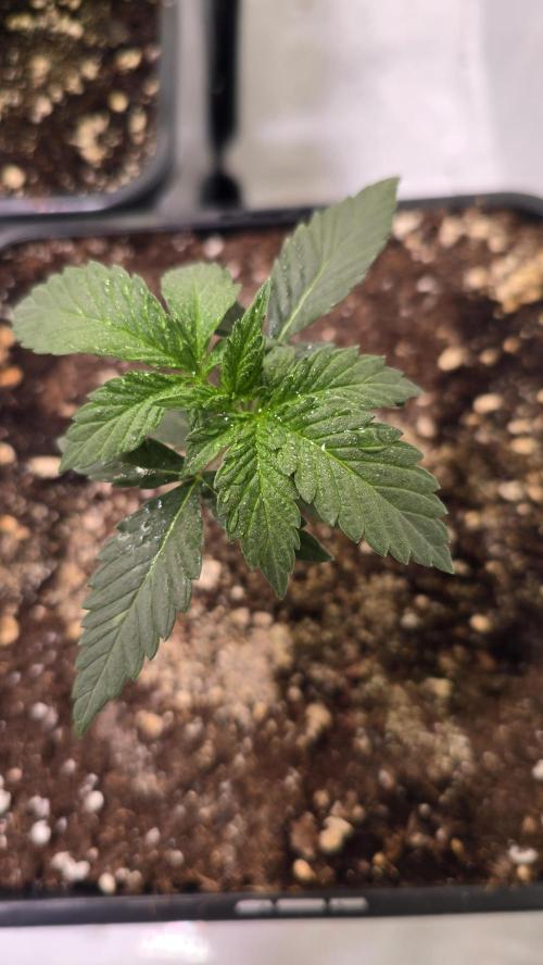 Sunset Peach. Week 2