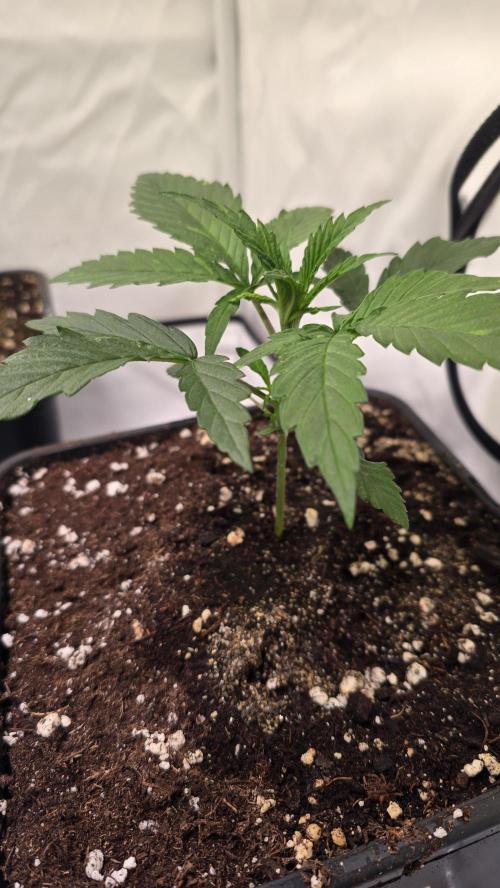 Papaya Jealousy. Week 2