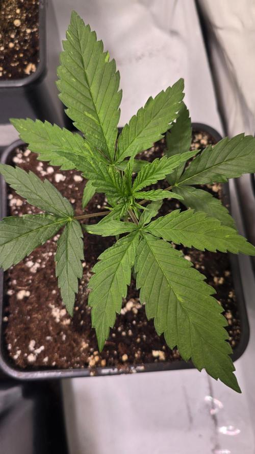 Papaya Jealousy. Week 2