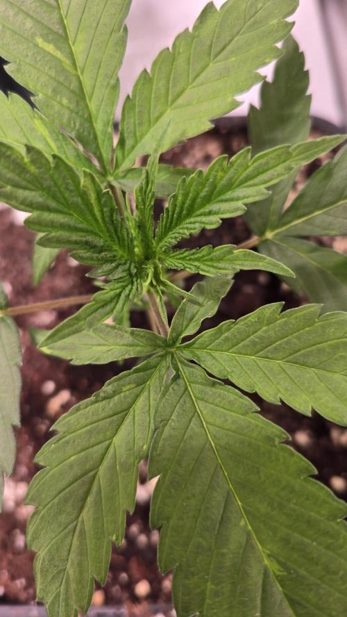Papaya Jealousy. Week 2