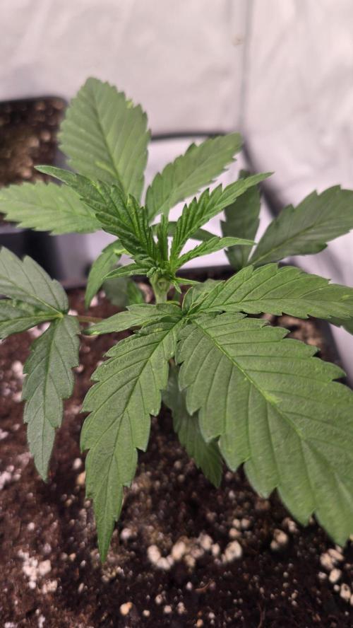 Papaya Jealousy. Week 2