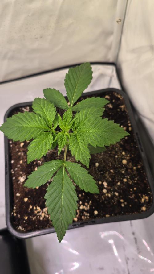 Dosimosa. Week 2