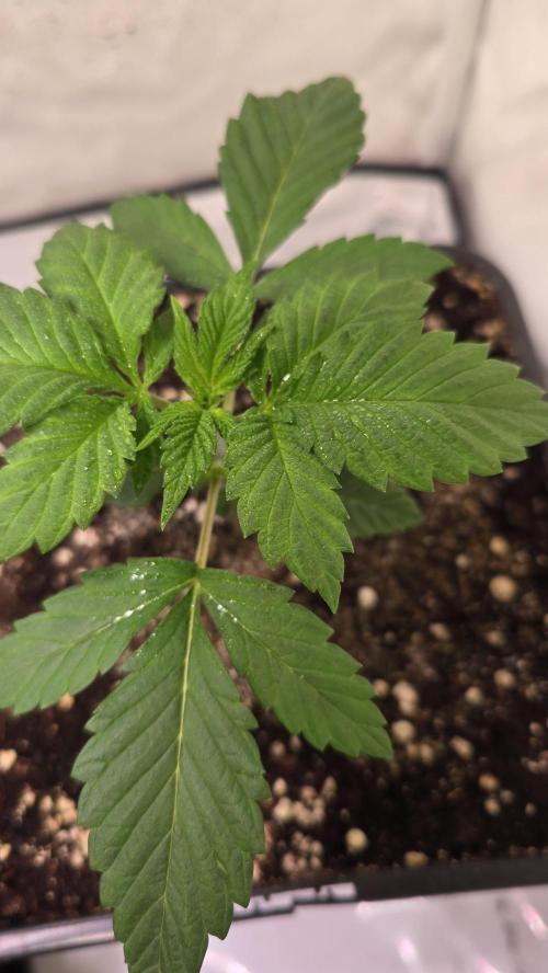 Dosimosa. Week 2