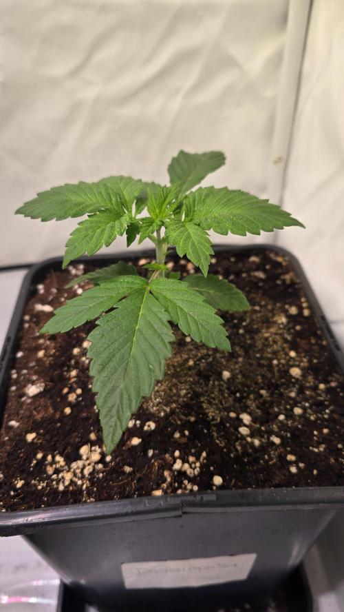 Dosimosa. Week 2