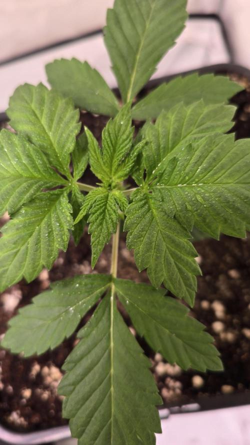 Dosimosa. Week 2