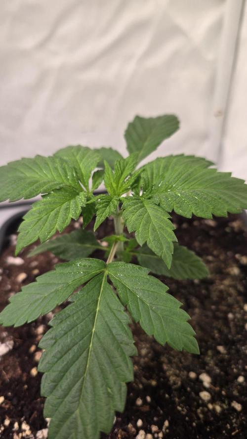 Dosimosa. Week 2