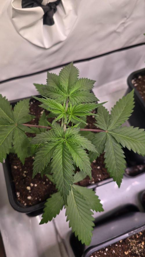 Black Cherry Punch. Week 2