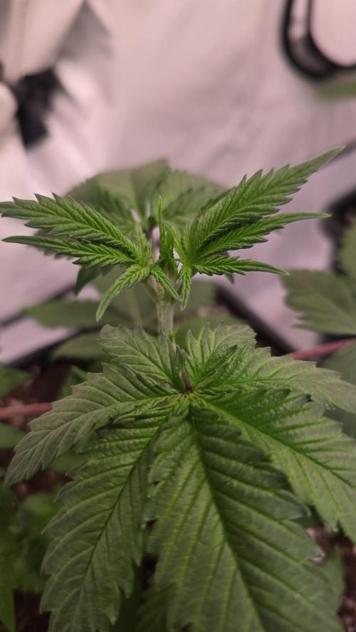 Black Cherry Punch. Week 2