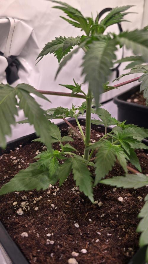 Black Cherry Punch. Week 2