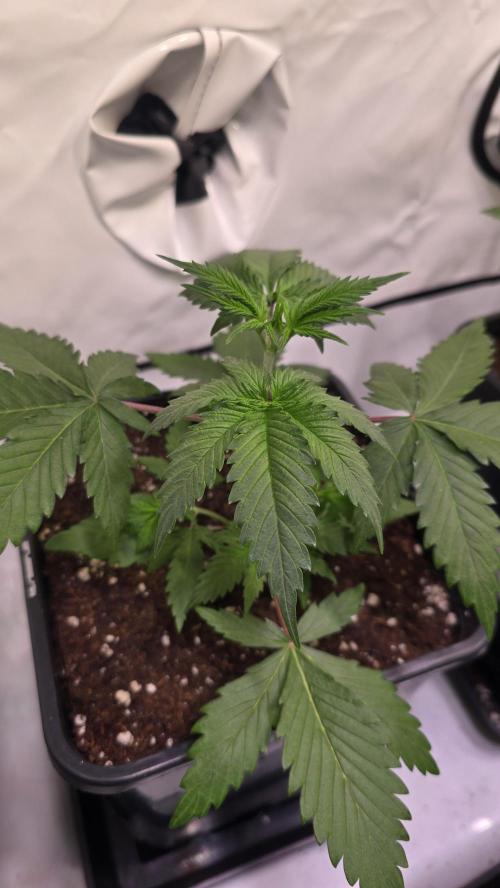 Ambient Q80+. Week 2