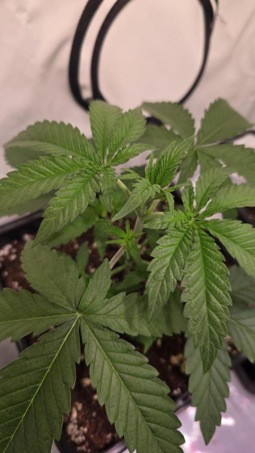 Purple Lemonade. Week 2