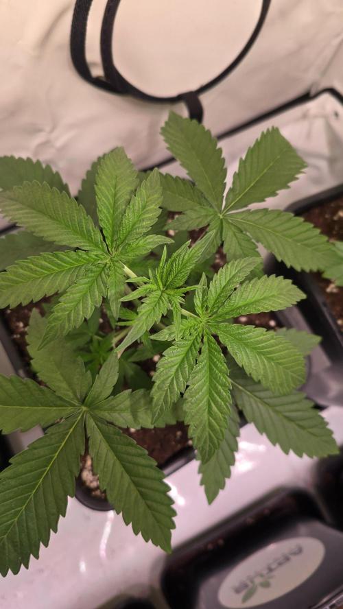 Purple Lemonade. Week 2