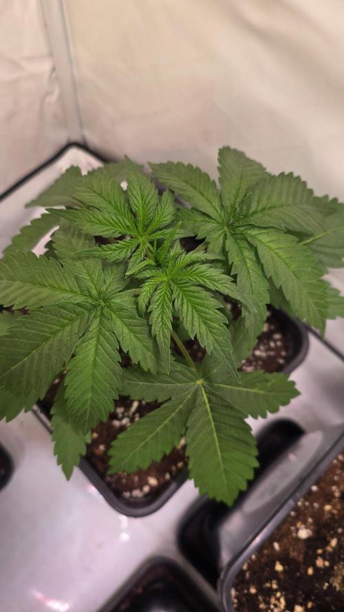 Mandarin Cookies. Week 2