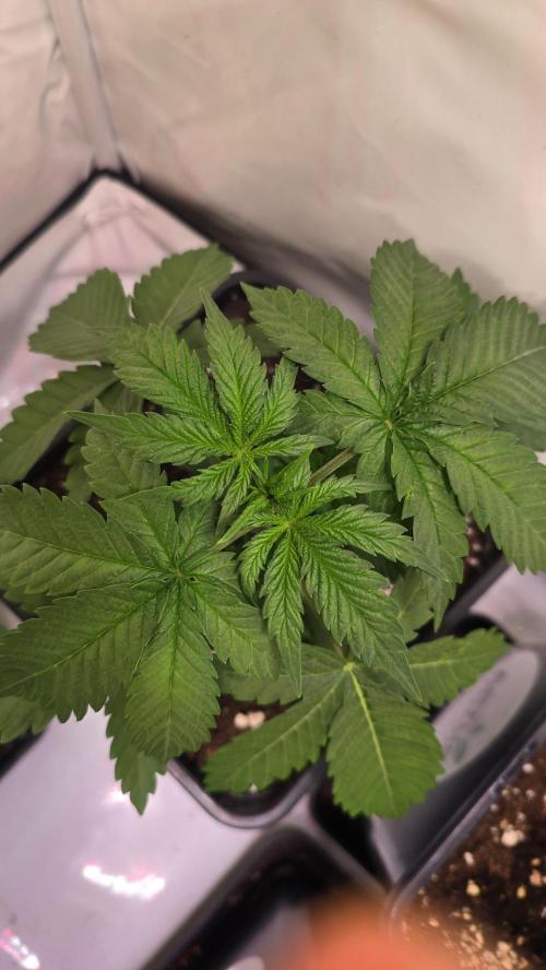 Mandarin Cookies. Week 2