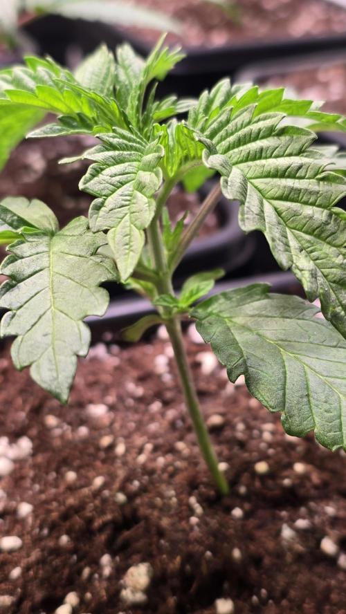 Ztrawberry. Week 2