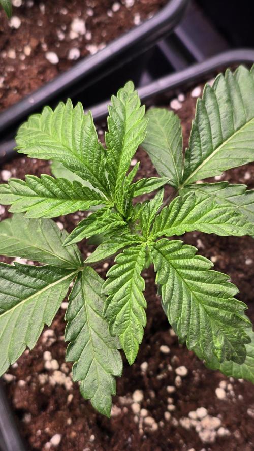Ztrawberry. Week 2