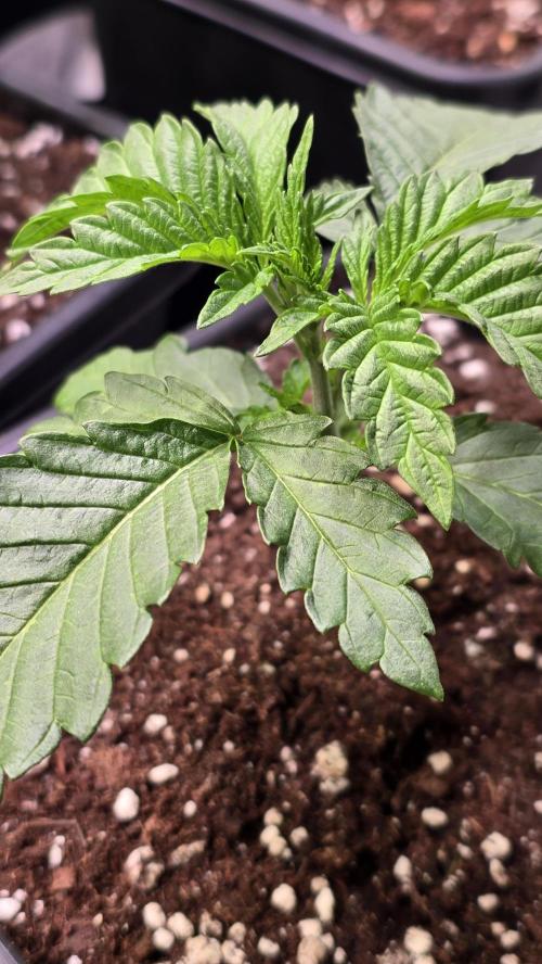 Ztrawberry. Week 2