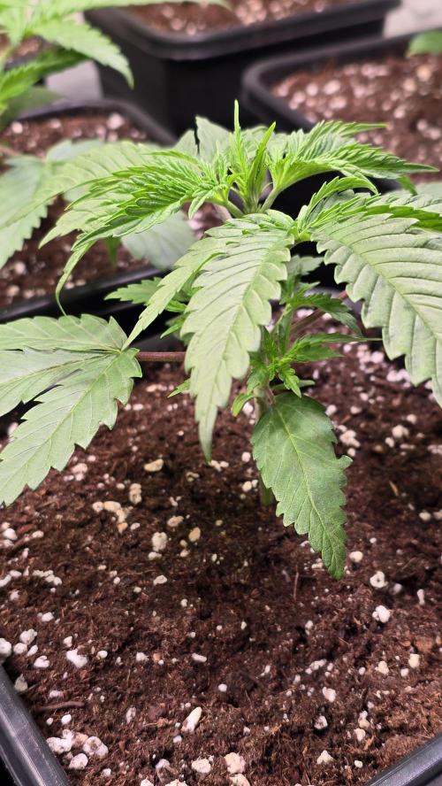 Honey Dipper. Week 2