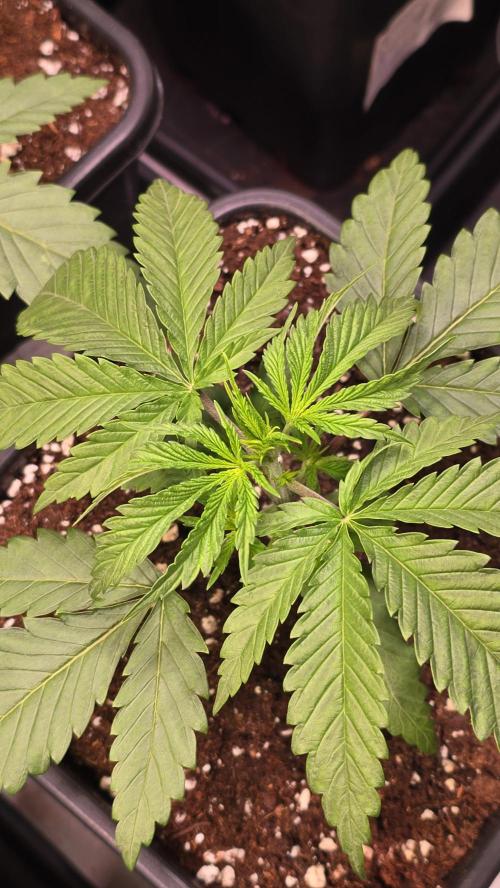 Honey Dipper. Week 2