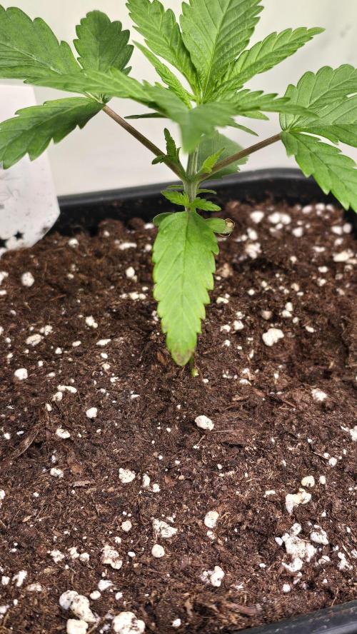 Clementine Slush. Week 2