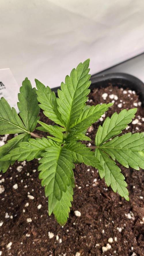 Clementine Slush. Week 2