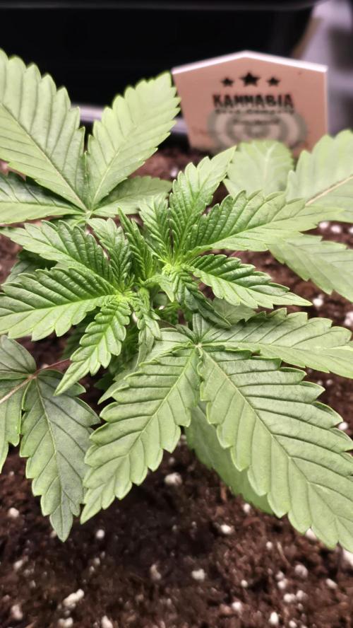 Mexican Sativa. Week 2