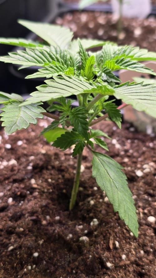 Mexican Sativa. Week 2