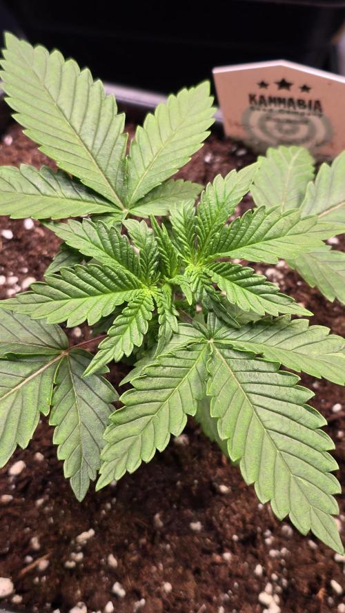 Mexican Sativa. Week 2