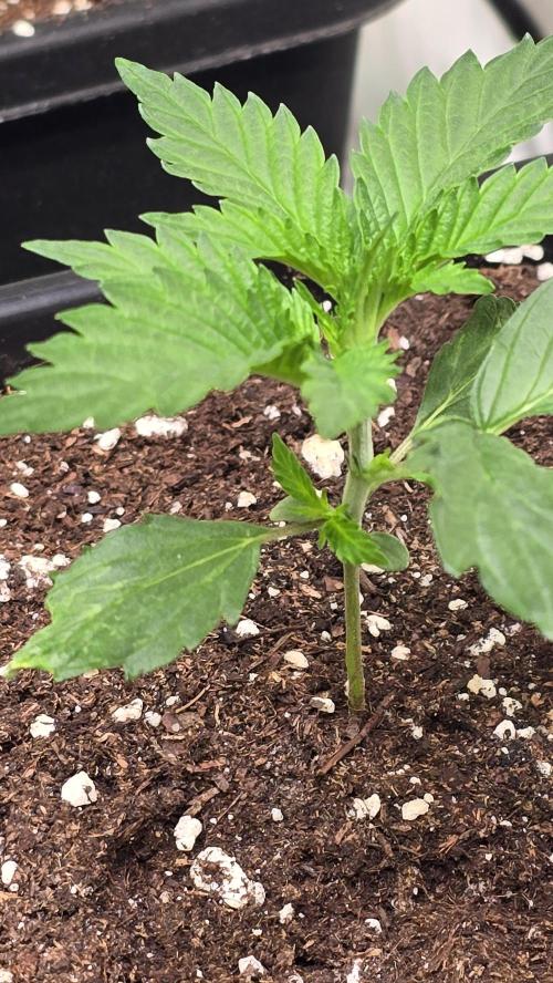 Banana Brawler. Week 2