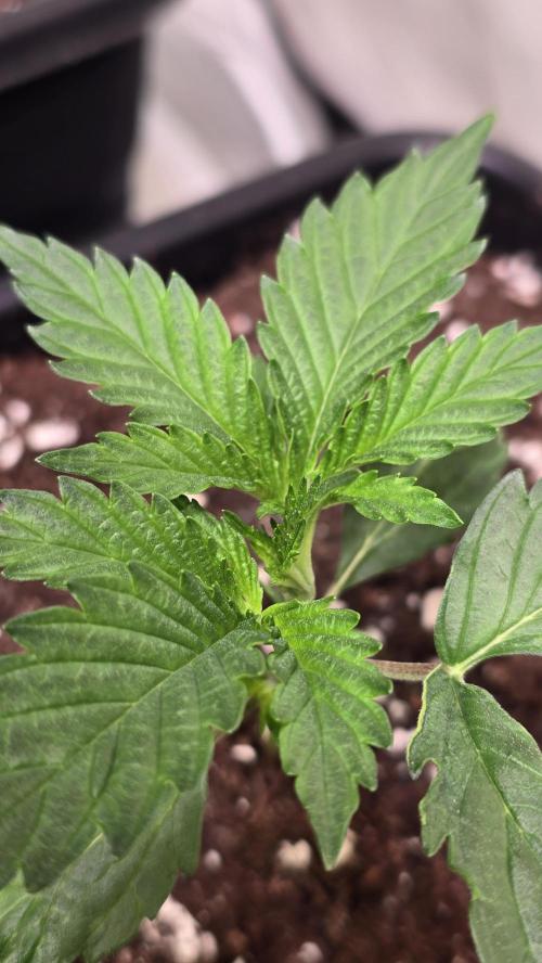 Banana Brawler. Week 2