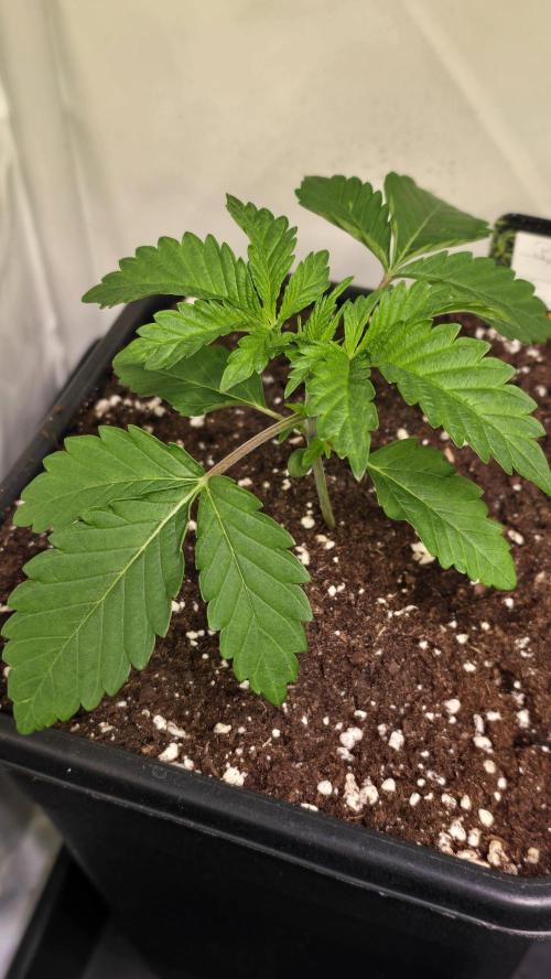 Blue Pirat. Week 2