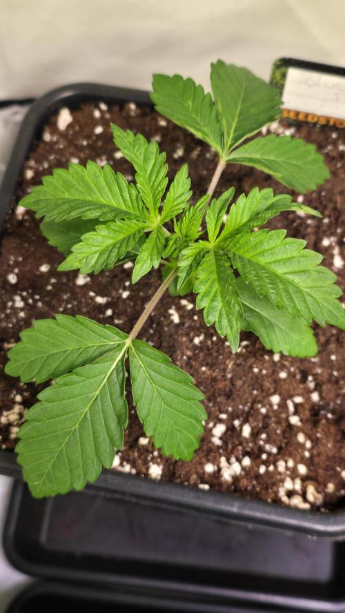 Blue Pirat. Week 2