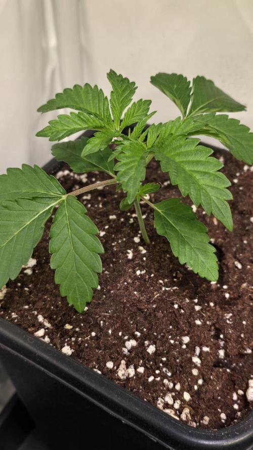 Blue Pirat. Week 2