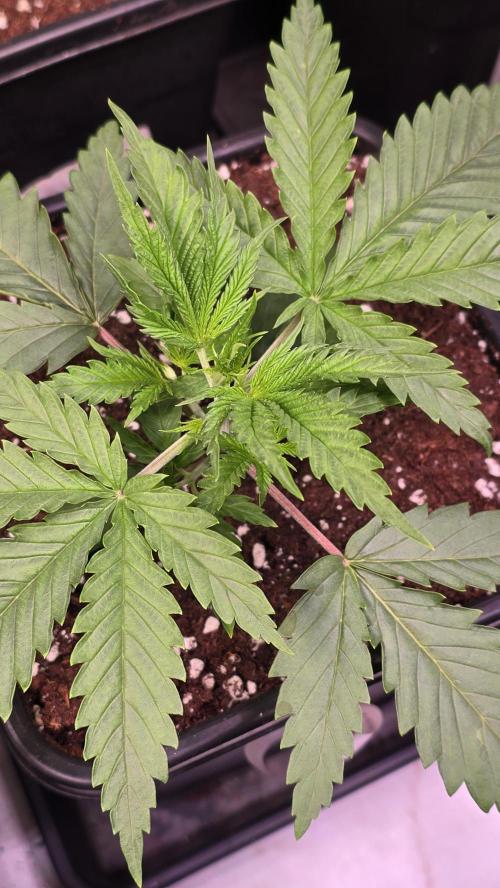 Shiska Lemonade. Week 2