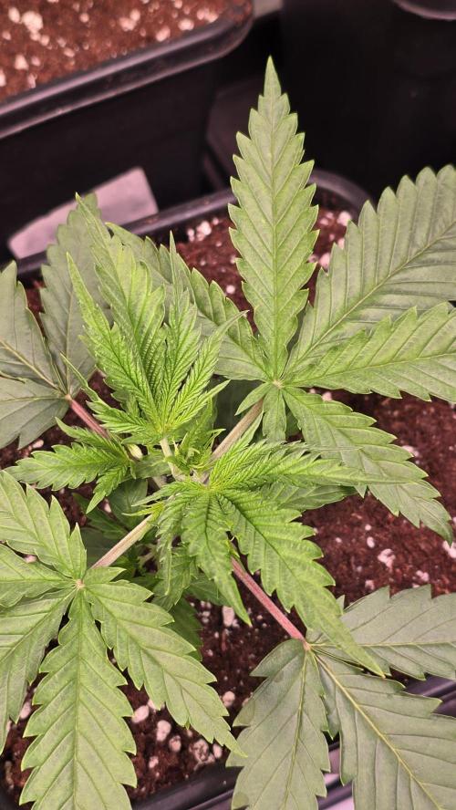 Shiska Lemonade. Week 2