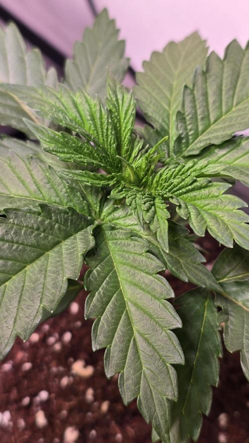 Grease Monkey. Week 2
