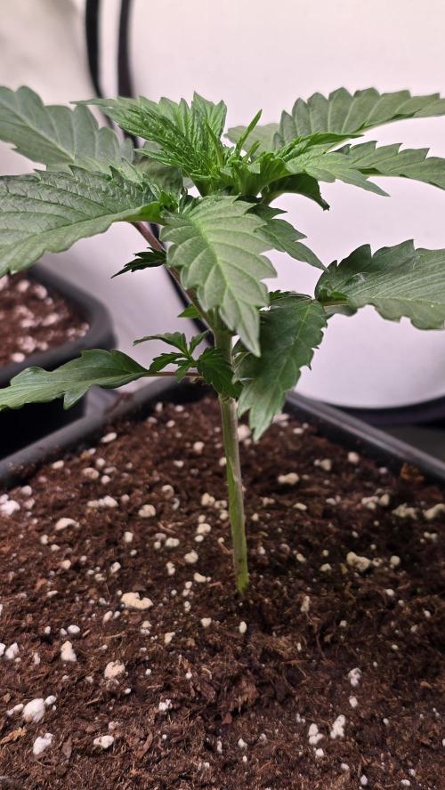 Grease Monkey. Week 2