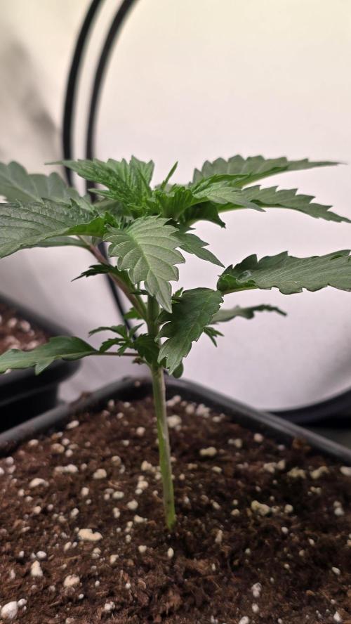 Grease Monkey. Week 2