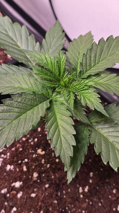 Grease Monkey. Week 2